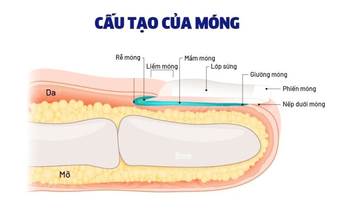 Cấu tạo của móng và nguyên nhân phải lấy khóe móng chân