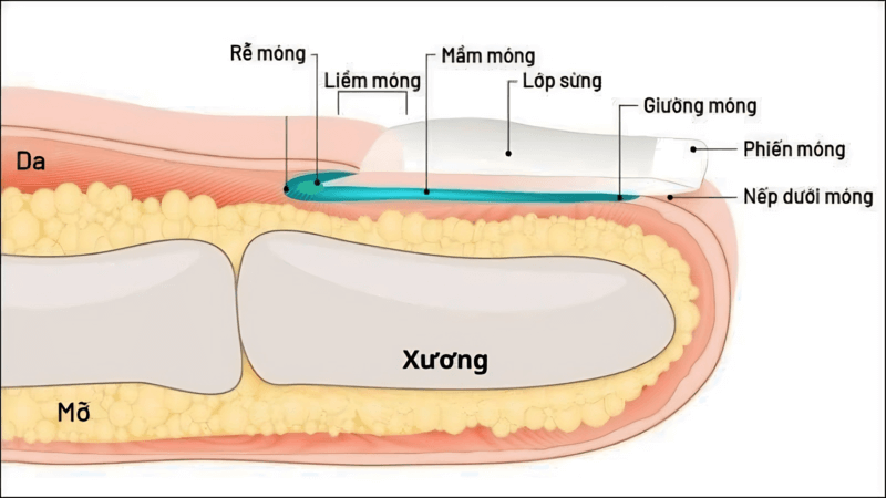 Móng có cấu tạo cơ bản 3 phần